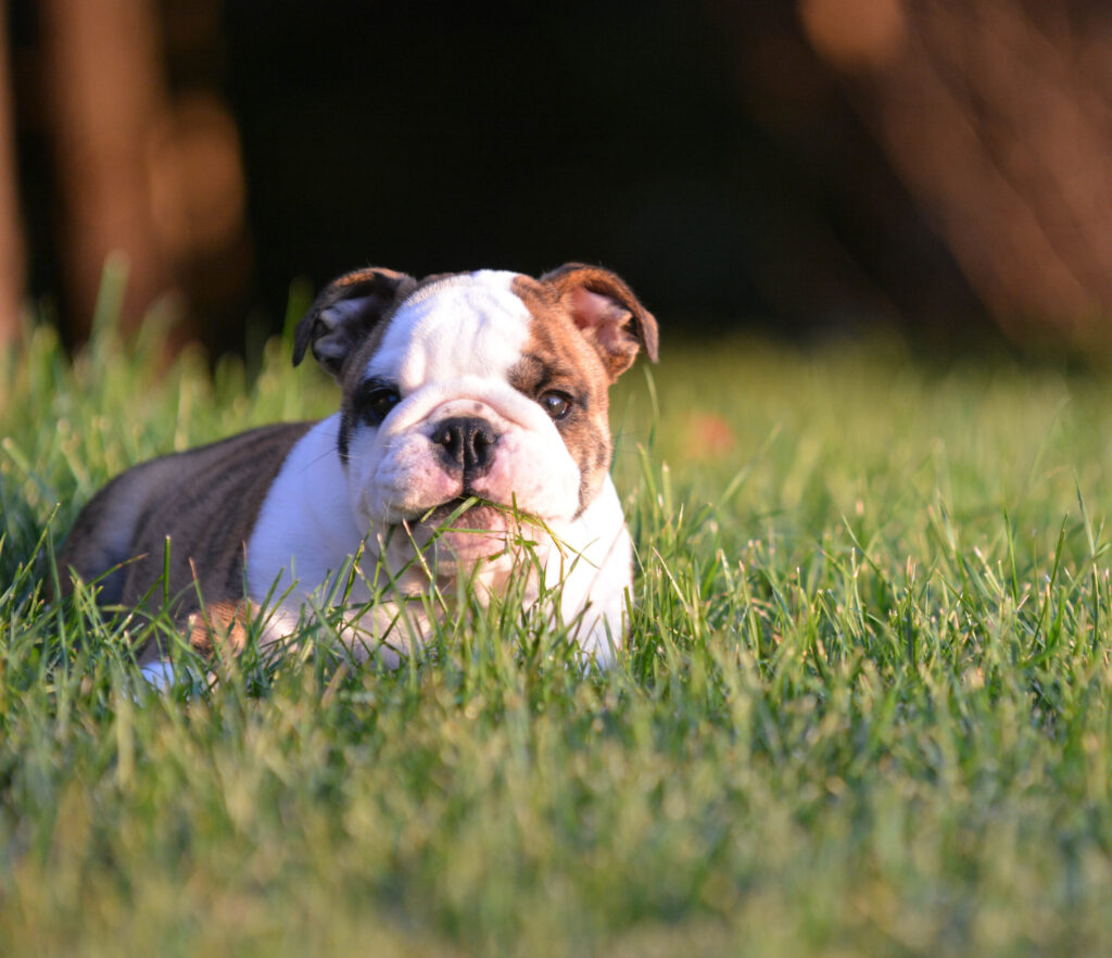 Why Do Dogs Eat Grass 6 Best Reasons This Is A Good Thing