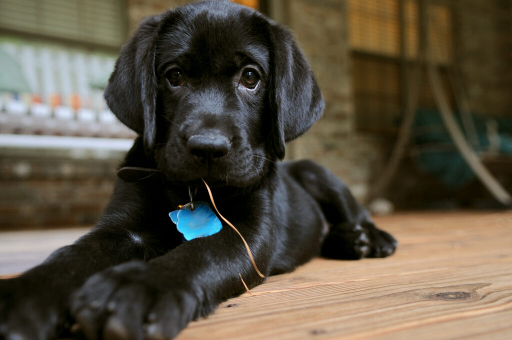 What Dog Food Is Best For Allergies 4 Dog Foods That Are Great For